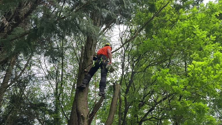 Best Weed Control  in Jonesville, NC