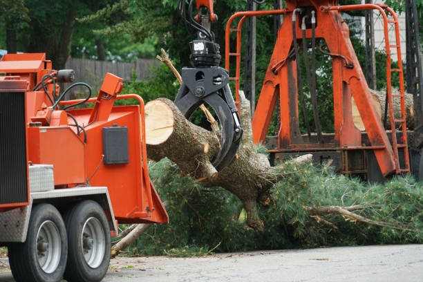 Best Firewood Processing and Delivery  in Jonesville, NC